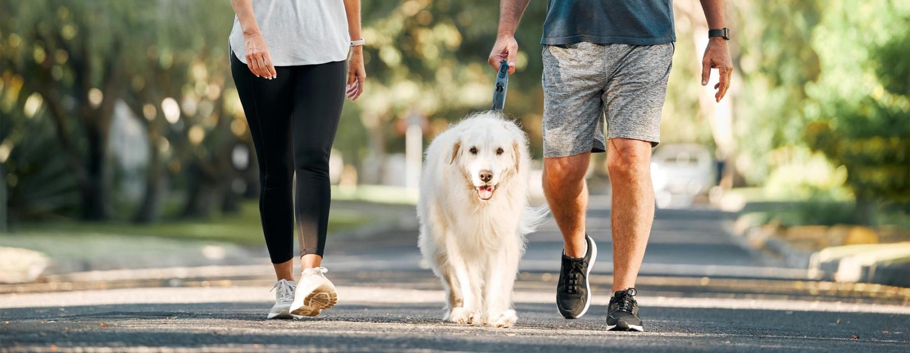 a man and a woman walking a dog on a leash